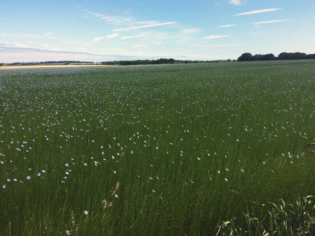 Le grand champ · printemps